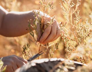 Learning to forage wild plants in the Tuscan sunshine