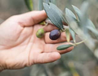 A hand holds the branch of an olive tree to inspect the fruit; one dark black olive and one smaller unripe green one