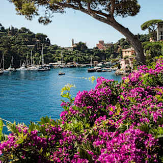 A view into Portofino's azure marina, banked by green hills, seen over pink bougainvillea flowers beneath an ancient pine.