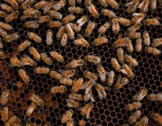 melipona bee