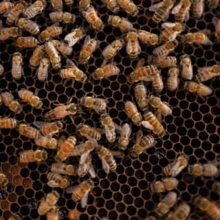 bee hives