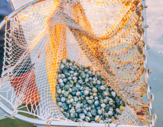 A fisherman stands in the sea with a large orange and white net full of small clams in different shades of cream and grey